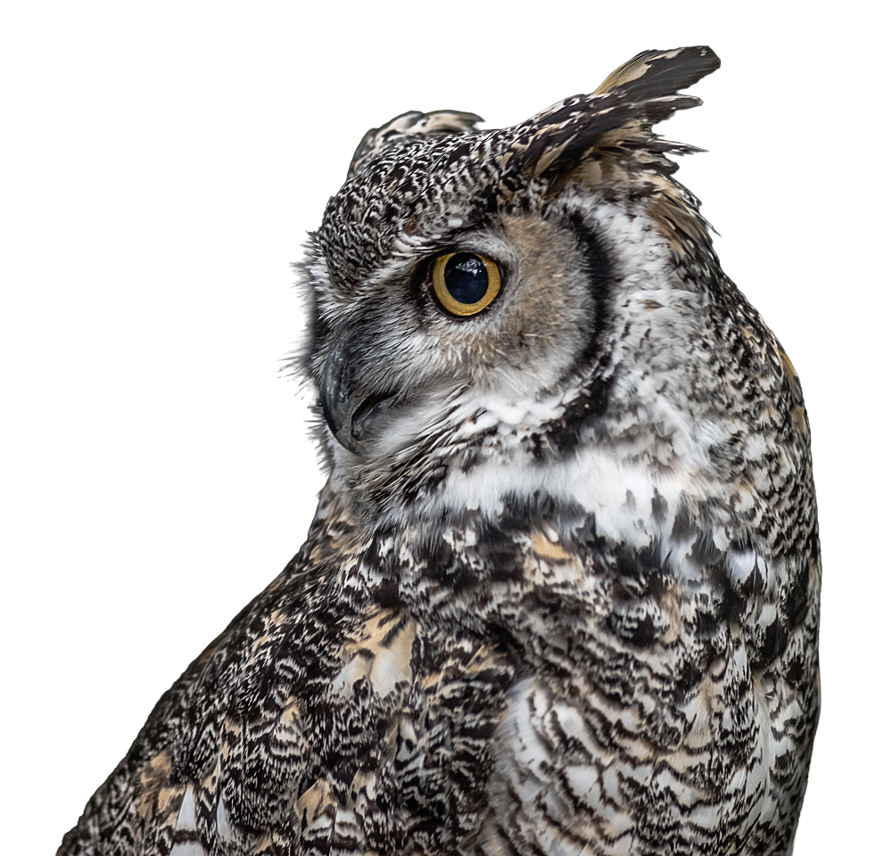 A close-up profile of a Canadian great horned owl looking over to a black background on the left.