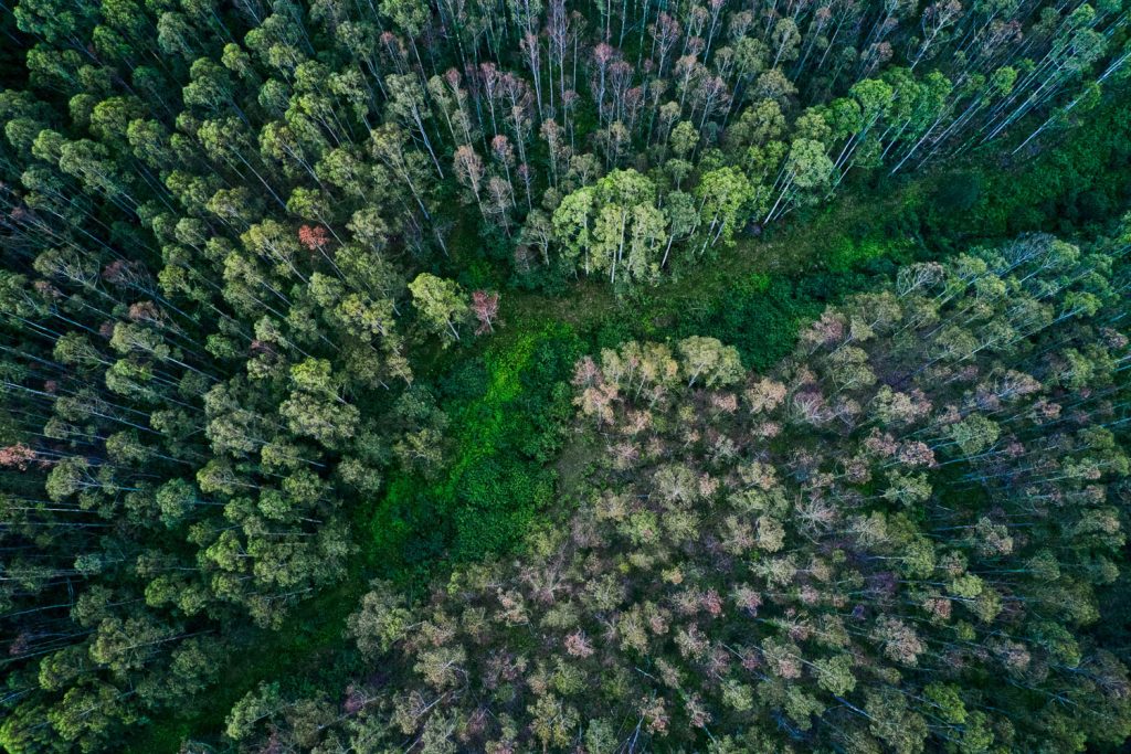 Aerial view of an Australian eucalyptus tree forest.