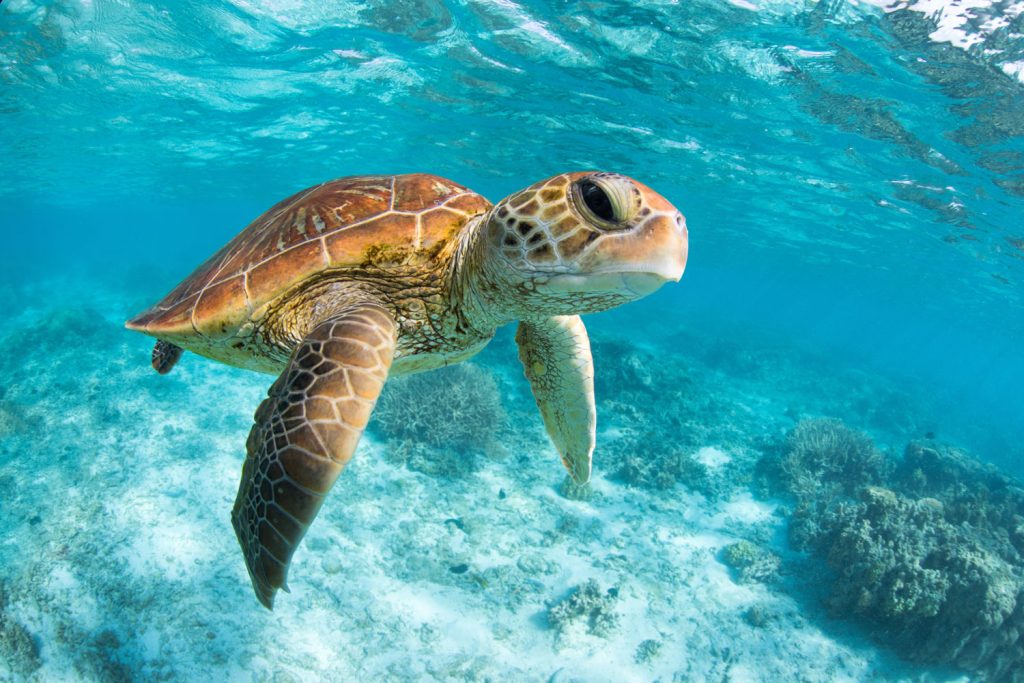 Green Sea Turtle swimming in the crystal-clear lagoon at Lady Elliot Island on the Great Barrier Reef.